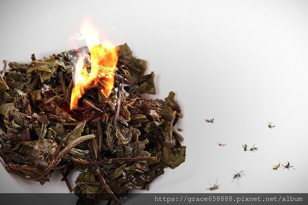 超簡易有效！茶葉滅蚊法_600x400.jpg