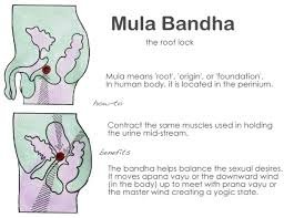 「mula bandha」的圖片搜尋結果