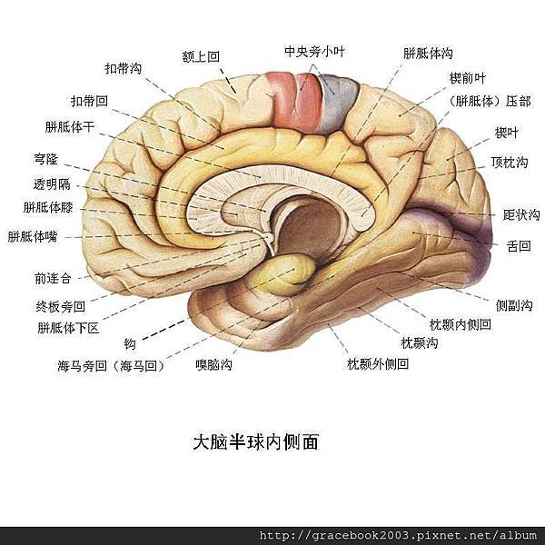 大腦結構2