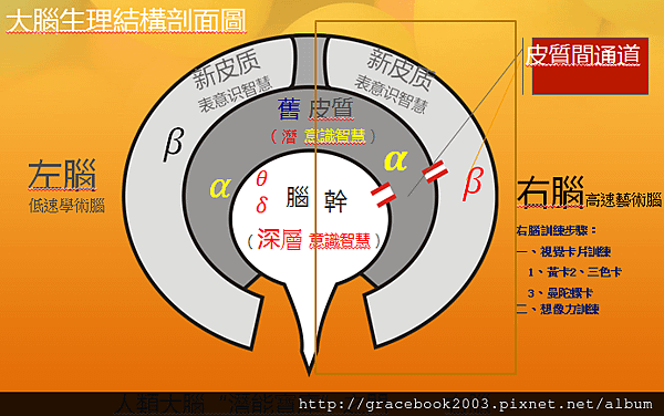 大腦結構皮質通道.png