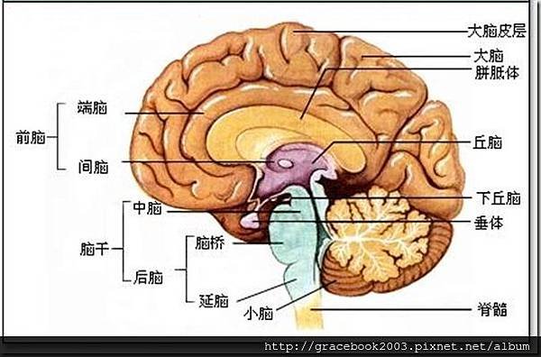 大腦結構3