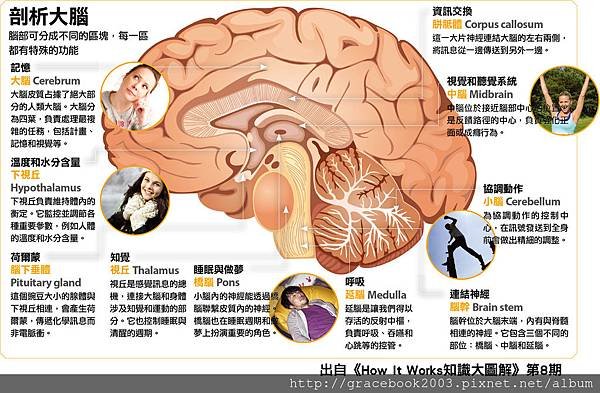 不可思議的大腦1.jpg