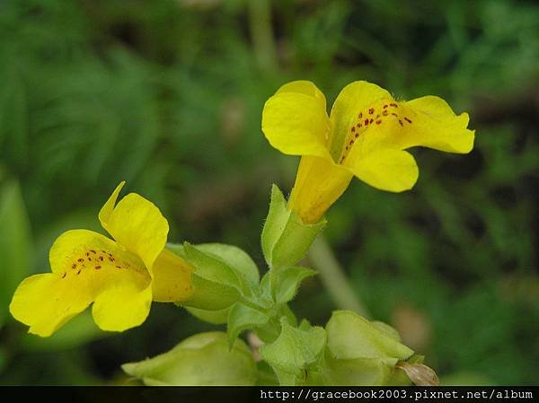 溝酸漿（Mimulus）