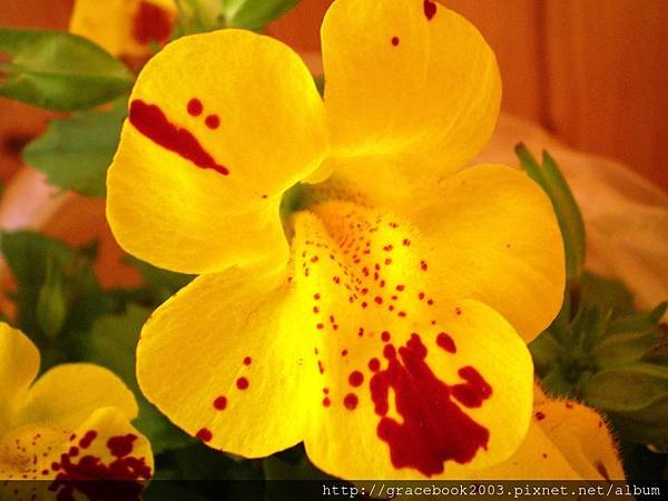 溝酸漿（Mimulus）