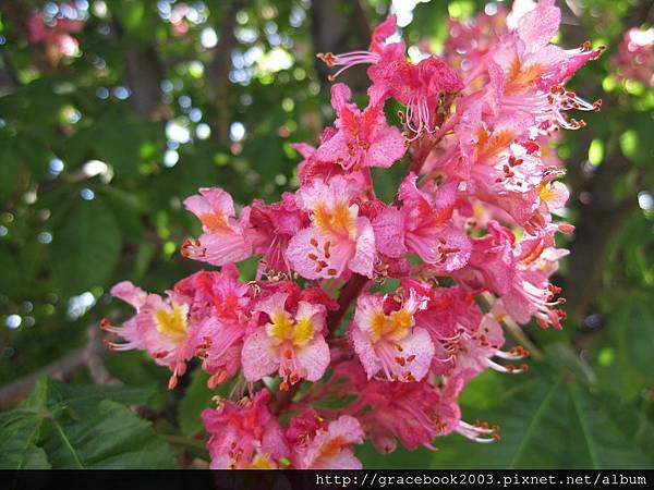 紅栗花（Red Chestnut）