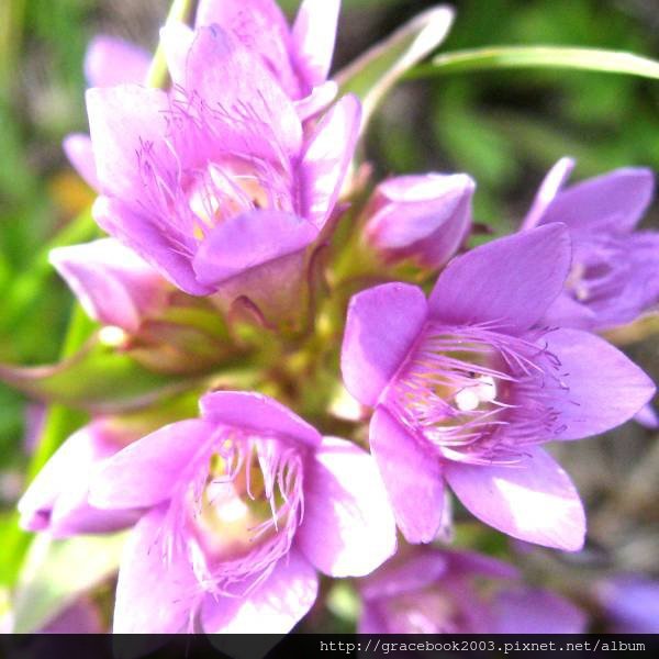 龍膽（Gentian)