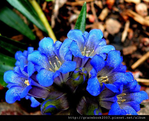 龍膽（Gentian)