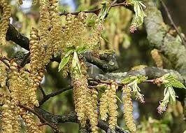 鵝耳櫪（Hornbeam)