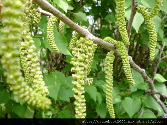 鵝耳櫪（Hornbeam)