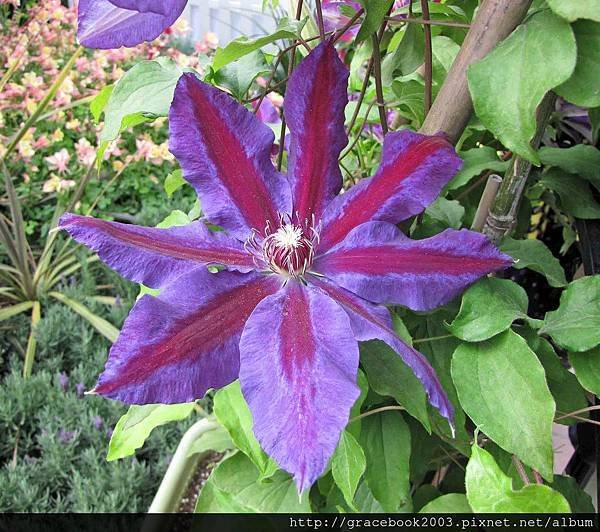 鐵線蓮（Clematis)