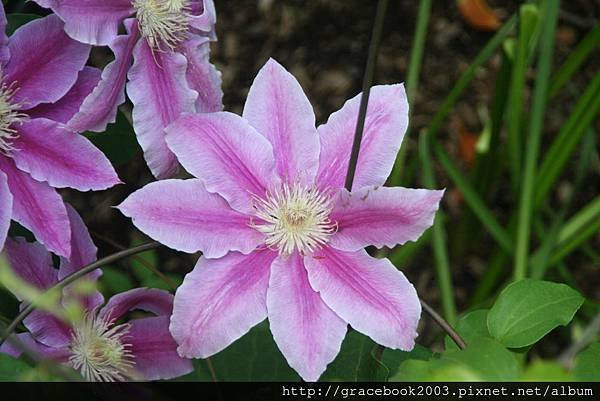 鐵線蓮（Clematis)