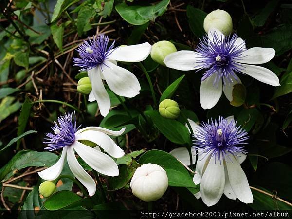 鐵線蓮（Clematis)