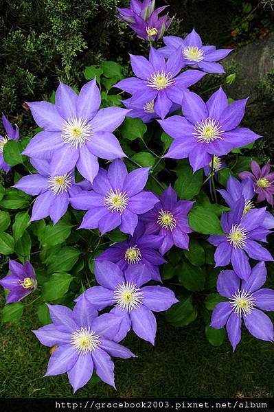 鐵線蓮（Clematis)