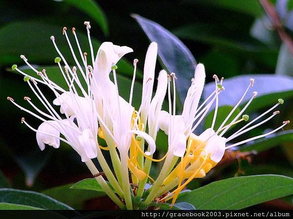 忍冬（Honeysuckle)