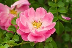 野玫瑰（Wild Rose)