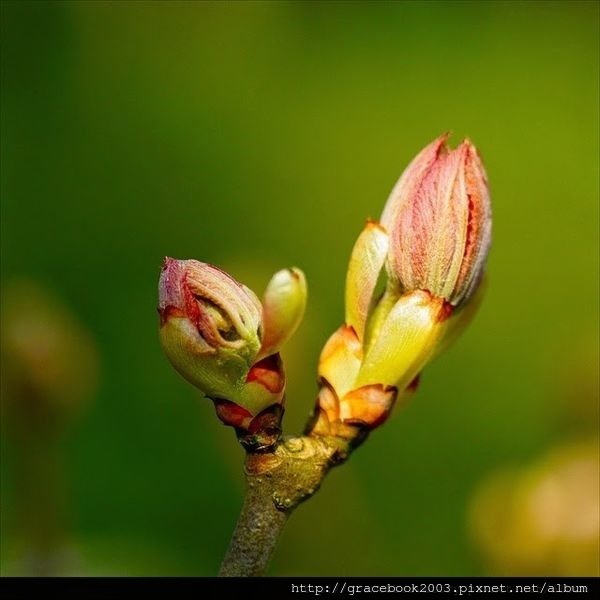 粟樹芽苞（Chestnut Bud）