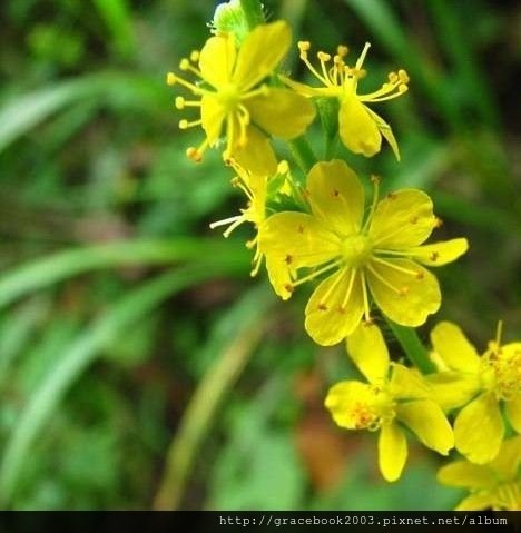 龍芽草（Agrimony）