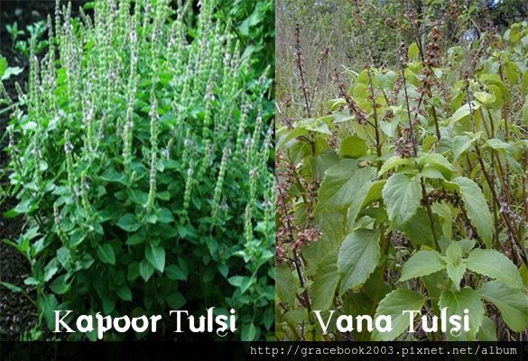 tulsi-plant-types.jpg