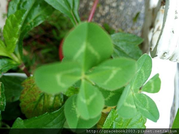 心想願成幸運草Lucky Leaves