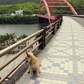 長虹橋