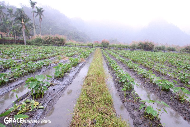 寒假暑假周休2日放假溜小孩親子旅行旅遊景點分享推薦行程-北部親子景點宜蘭-橫山頭休閒農業區一二日遊懶人包推薦-食農二日遊農村再生二日遊交通地圖吃美食住宿懶人包-親子DIY體驗-內城生態園區-蓮成觀光休閒農場-鳳凰宿甲蟲生態民宿-蘭城花事休閒農場-太陽埤果園-太陽湖畔咖啡館-鄉間雅築民宿-鐵牛力阿卡遊內城-台灣旅遊美食親子部落客grace媽媽的親子部落格