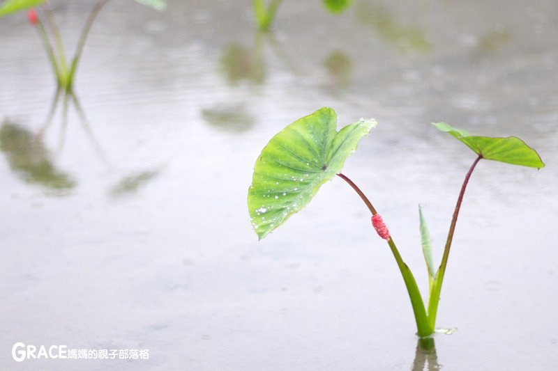 寒假暑假周休2日放假溜小孩親子旅行旅遊好玩景點分享推薦行程-北部親子景點宜蘭-橫山頭休閒農業區一二日遊懶人包推薦-食農二日遊農村再生二日遊交通地圖吃美食住宿懶人包-親子DIY體驗-舊名蓮成觀光休閒農場-新名內城生態園區-大自然教室-DIY芋泥球-戶外野炊-網抓七彩魚-台灣旅遊美食親子部落客grace媽媽的親子部落格