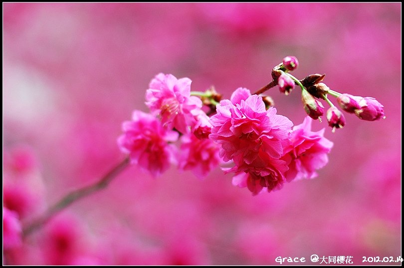 2012.02.14 宜蘭大同牛鬥 ~櫻花~Gracehomestay