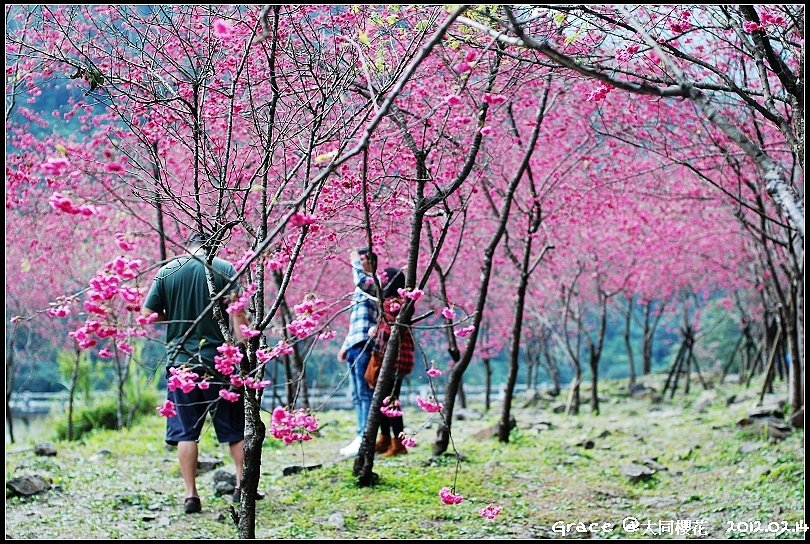 2012.02.14 宜蘭大同牛鬥 ~櫻花~Gracehomestay