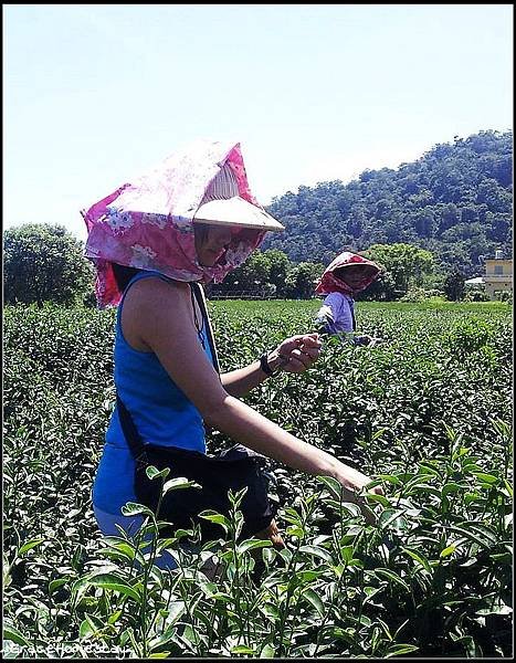  冬山的馨山茶園採茶烘茶體驗~宜蘭民宿小管家~葛瑞絲