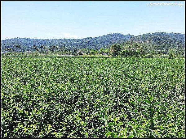  冬山的馨山茶園採茶烘茶體驗~宜蘭民宿小管家~葛瑞絲