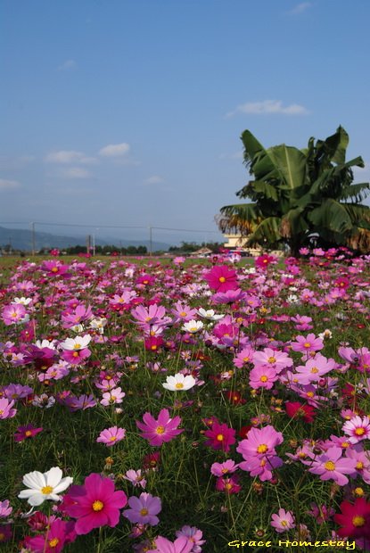 2010宜蘭三星花田