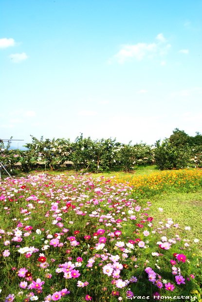 2010三星花田~我是宜蘭民宿小管家葛瑞絲