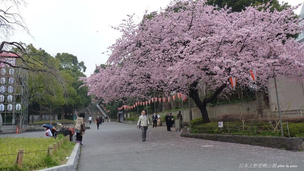 上野恩賜公園再度遇見美麗的櫻花