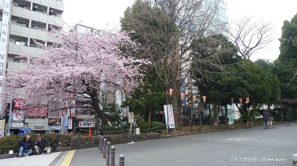 上野恩賜公園再度遇見美麗的櫻花