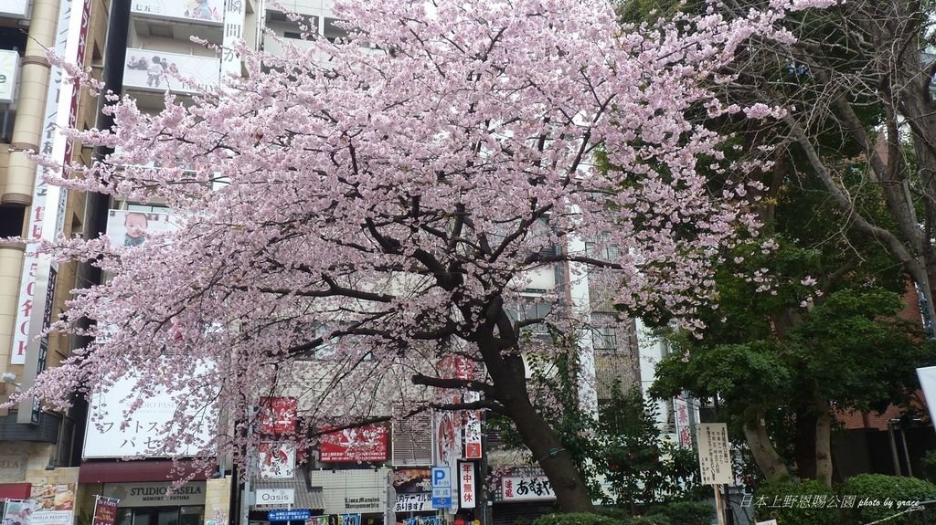 上野恩賜公園再度遇見美麗的櫻花