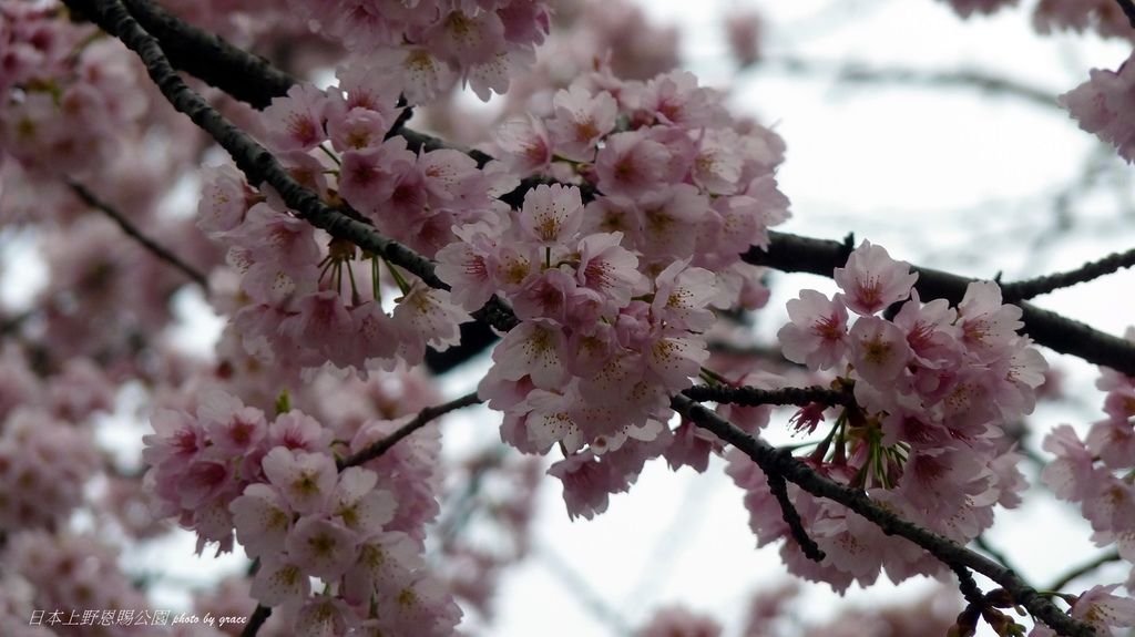 上野恩賜公園再度遇見美麗的櫻花