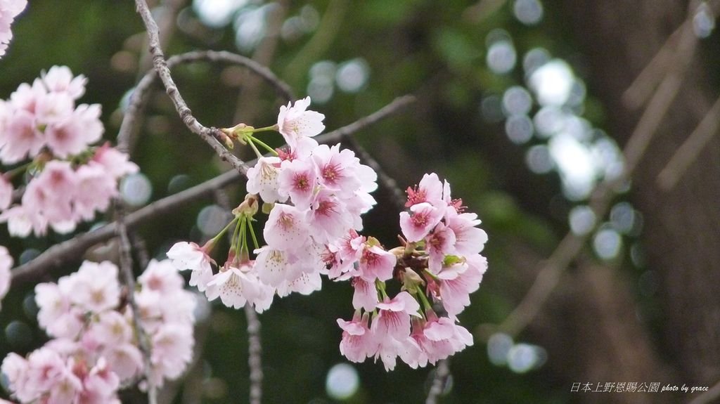 上野恩賜公園再度遇見美麗的櫻花