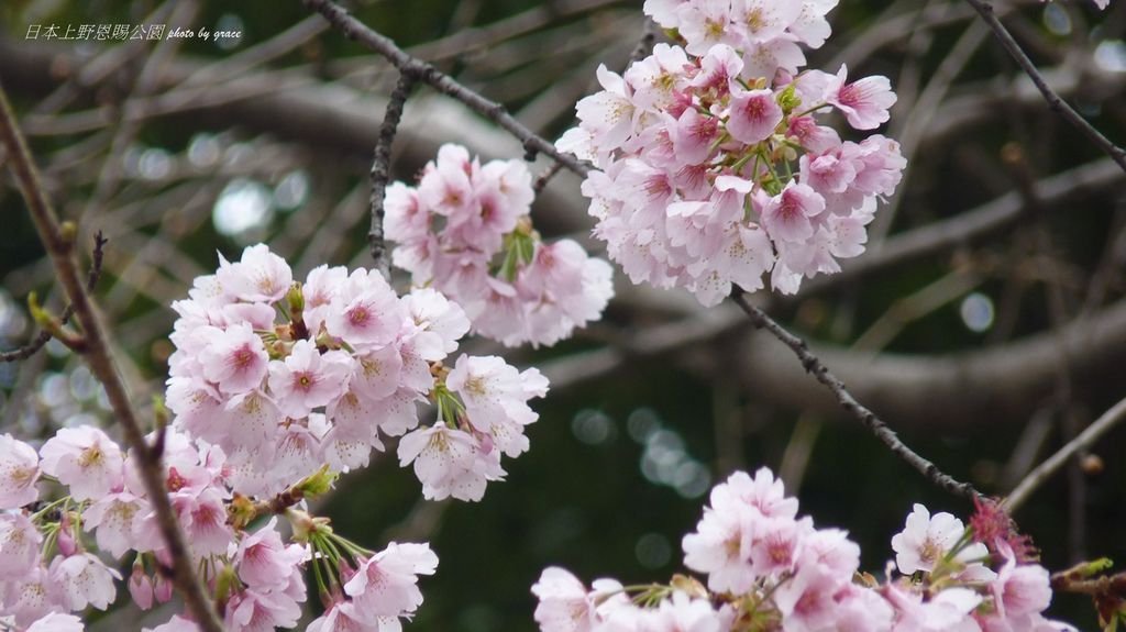 上野恩賜公園再度遇見美麗的櫻花