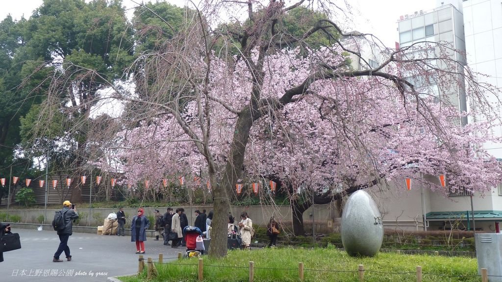 上野恩賜公園再度遇見美麗的櫻花