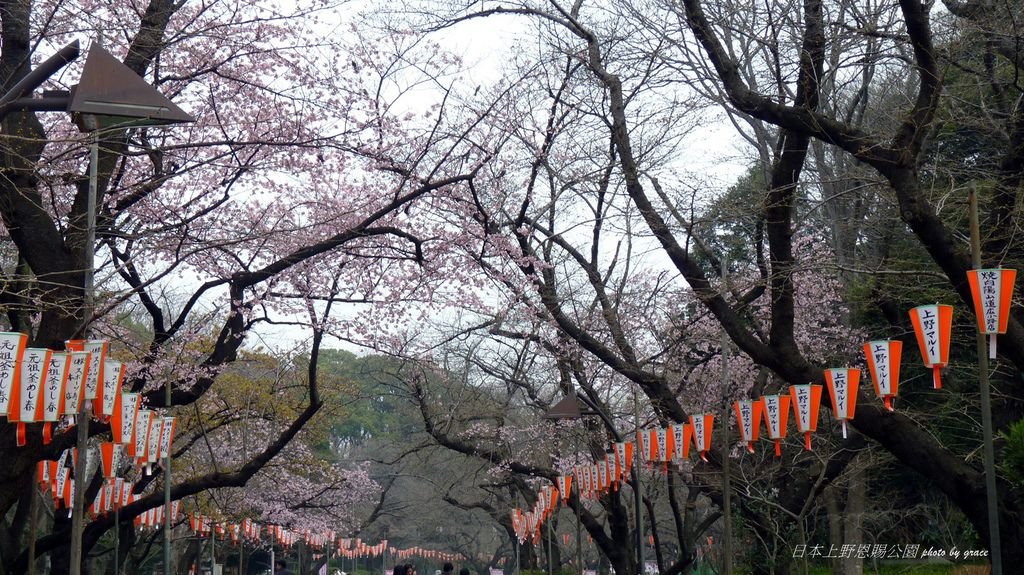 上野恩賜公園再度遇見美麗的櫻花