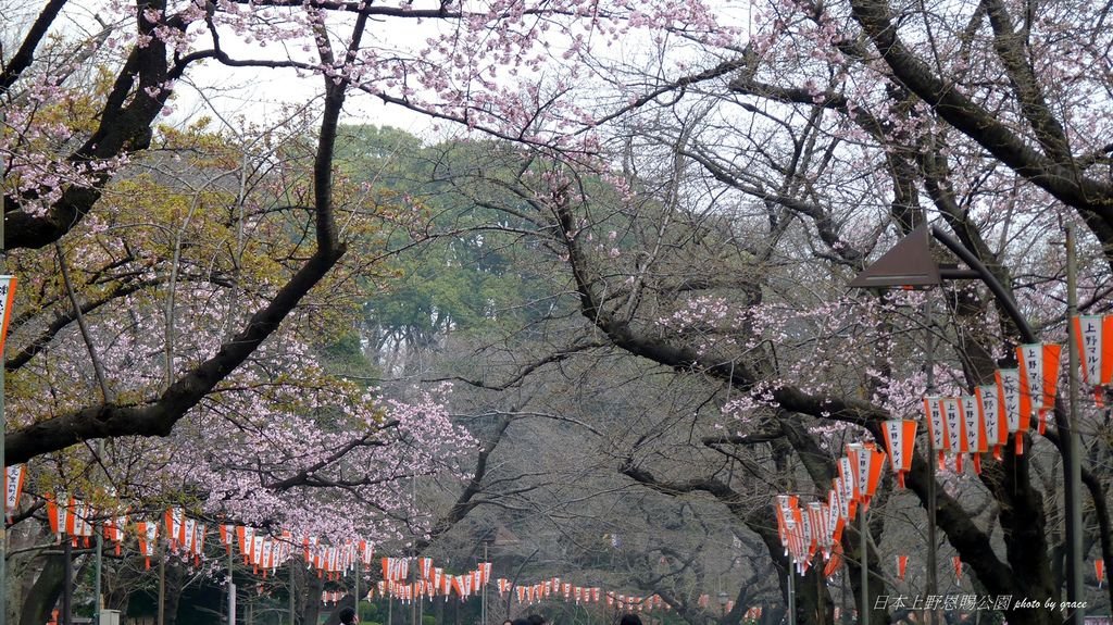 上野恩賜公園再度遇見美麗的櫻花