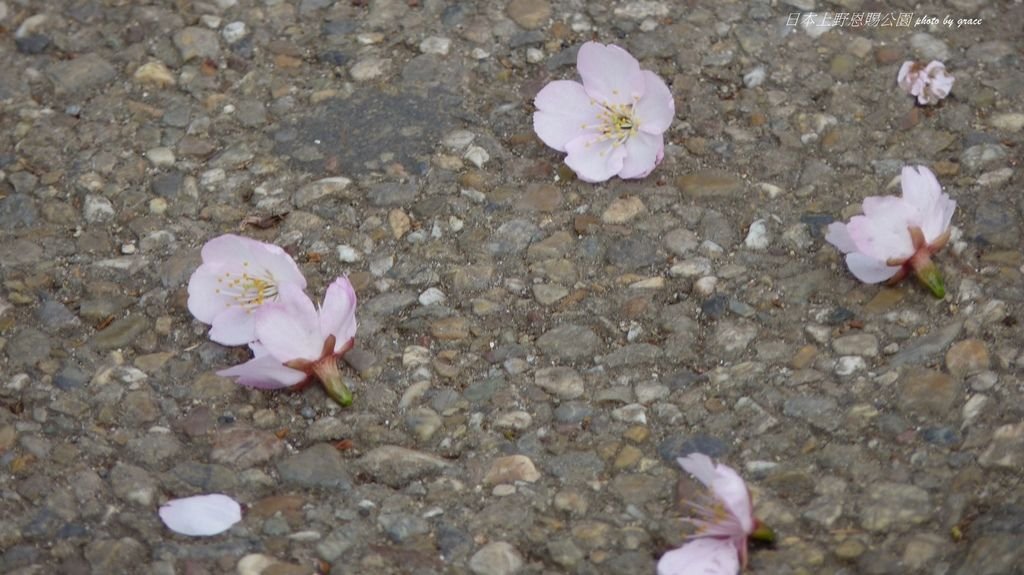 上野恩賜公園再度遇見美麗的櫻花