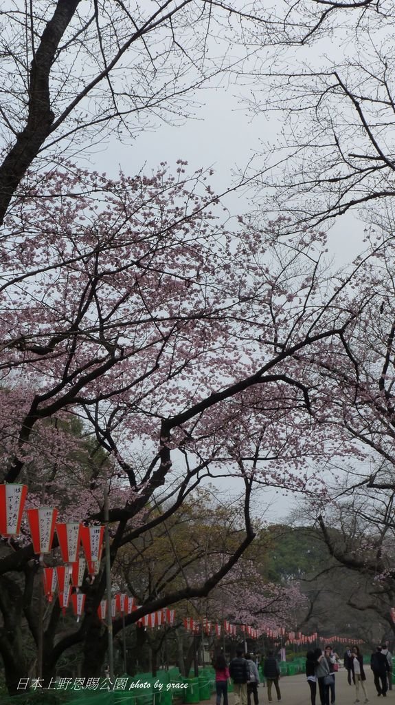 上野恩賜公園再度遇見美麗的櫻花