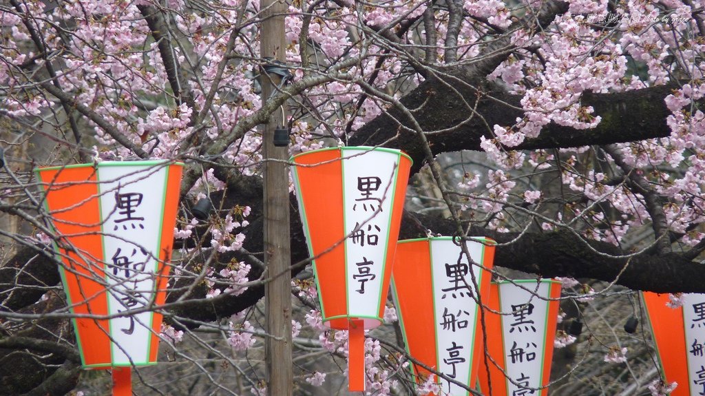 上野恩賜公園再度遇見美麗的櫻花