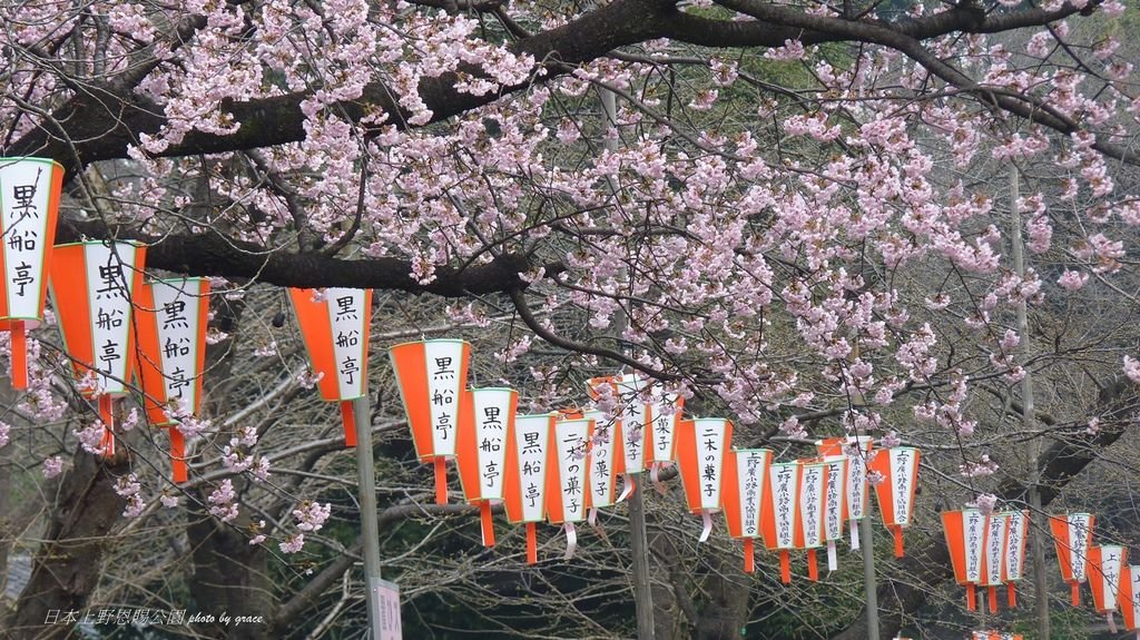 上野恩賜公園再度遇見美麗的櫻花