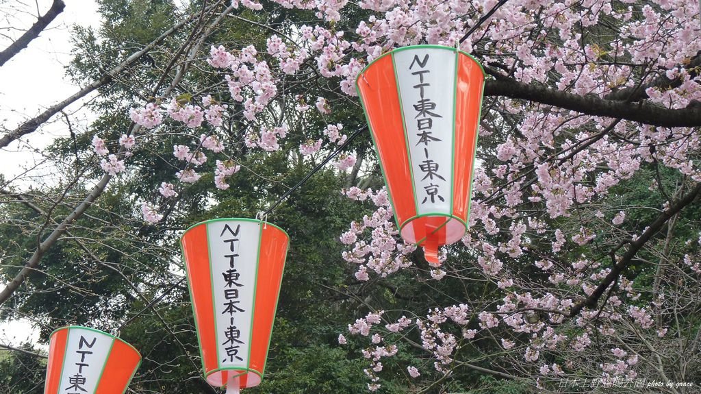 上野恩賜公園再度遇見美麗的櫻花