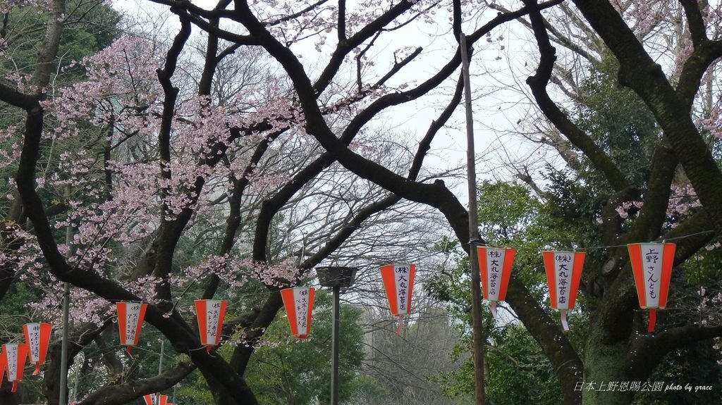 上野恩賜公園再度遇見美麗的櫻花