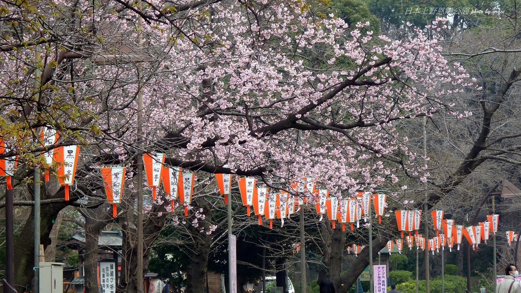 上野恩賜公園再度遇見美麗的櫻花