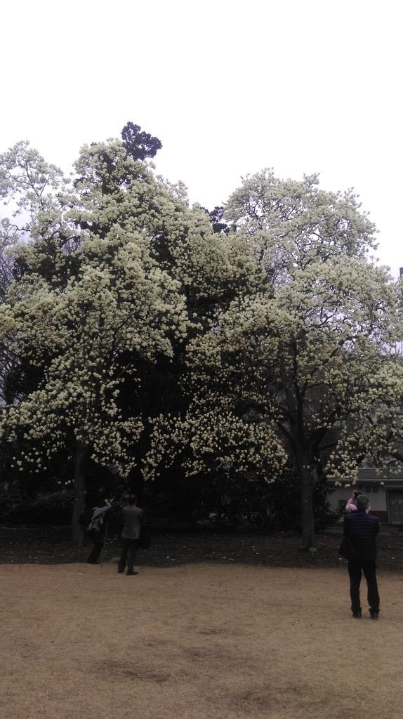 東京新宿御苑賞花趣 (一)