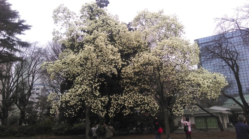 東京新宿御苑賞花趣 (一)